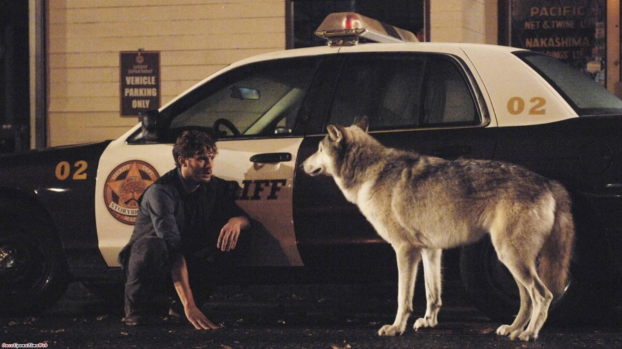 Graham Humbert (Jamie Dornan) qui voit un loup